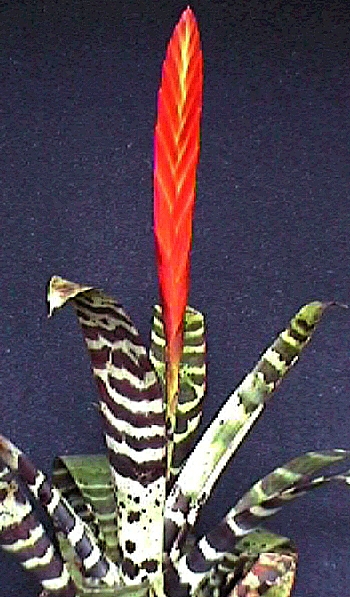 وریزیا ماریا